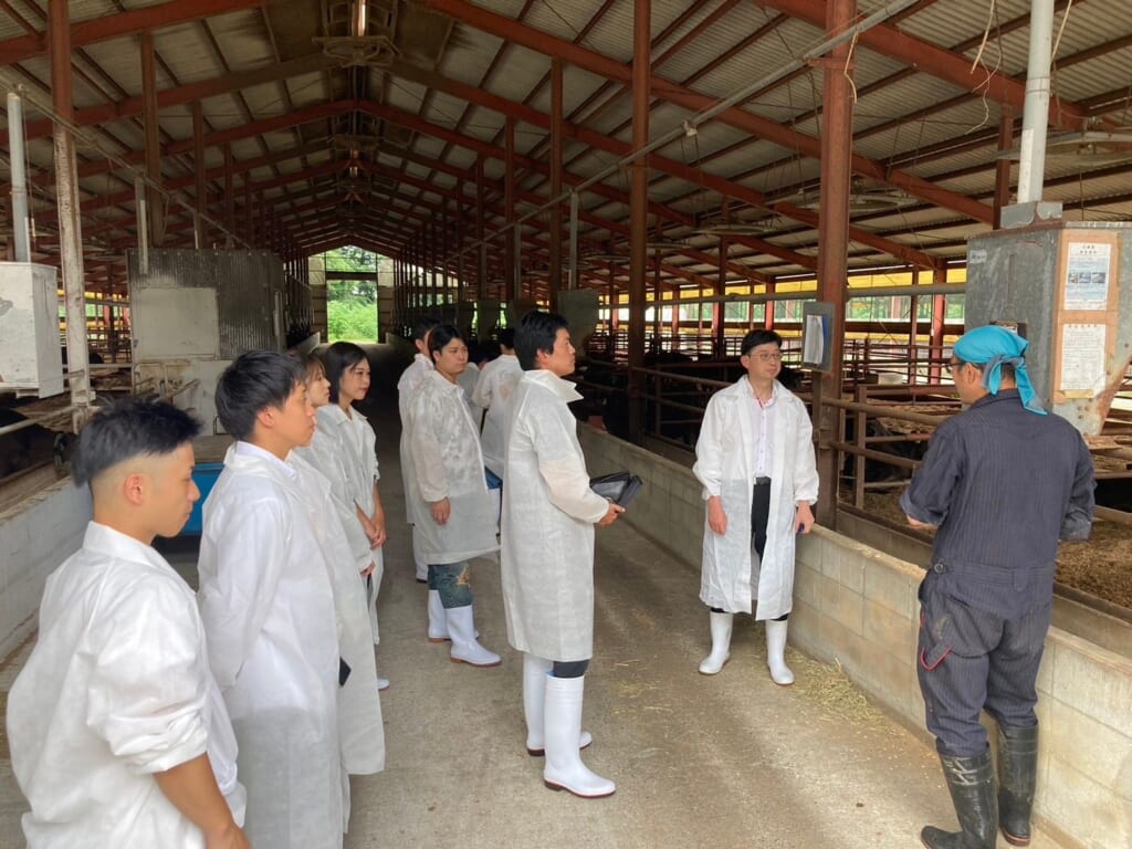 Arc staff visiting a wagyu producer's barn to learn how A5 heifer wagyu is raised